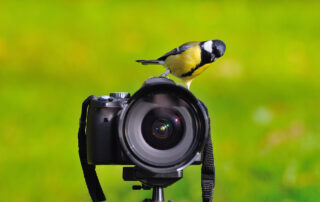 Beginners Guide to Birding in Retirement The Safe Haven