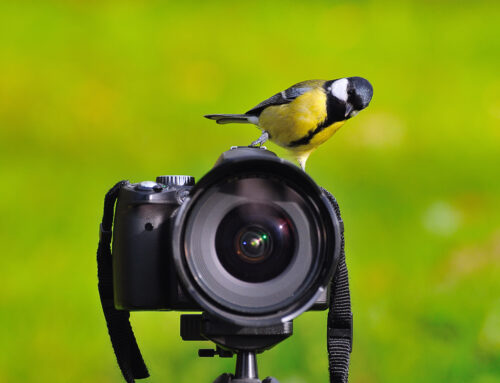 Beginners Guide to Birding in Retirement