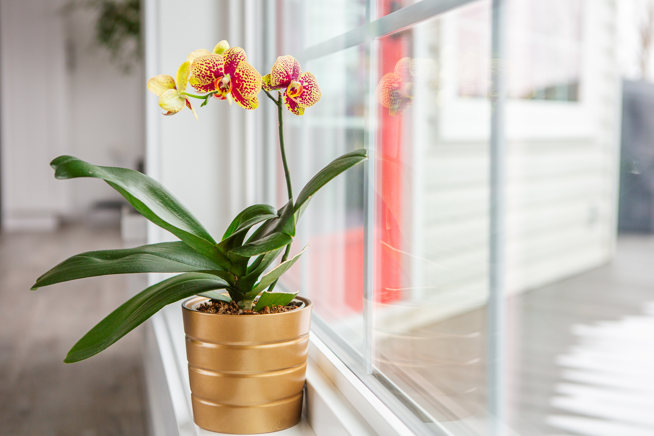 Easy-to-Grow Houseplants for a Lively Home The Safe Haven